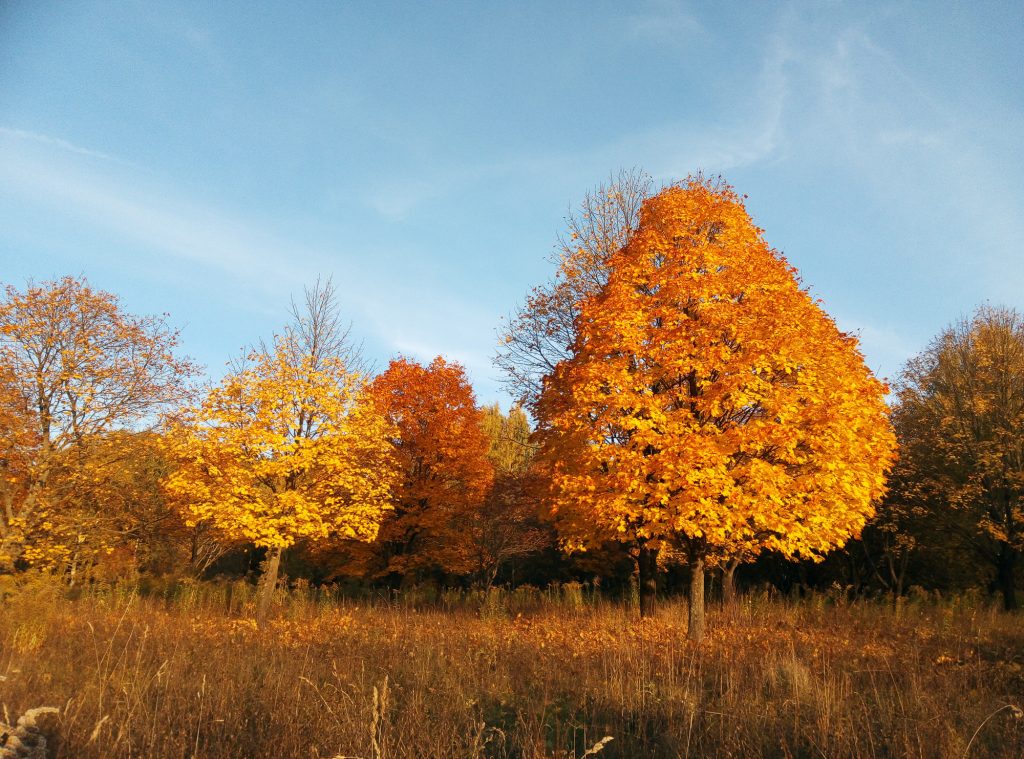 Золотая осень в Мясново. Фото: Анненкова Ю.С.